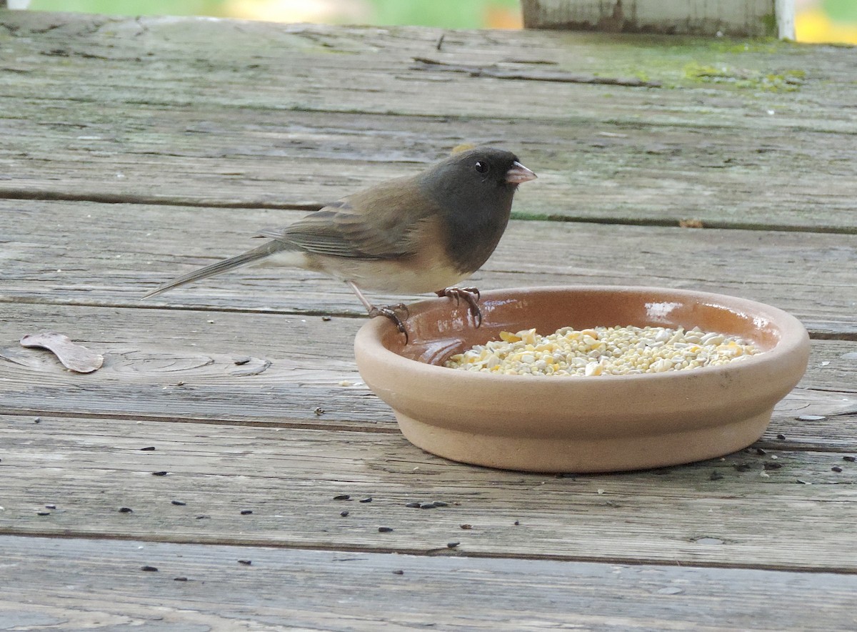 Dark-eyed Junco (Oregon) - ML646207077