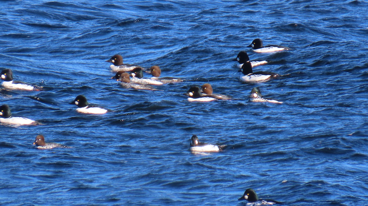 Schellente - ML646207078