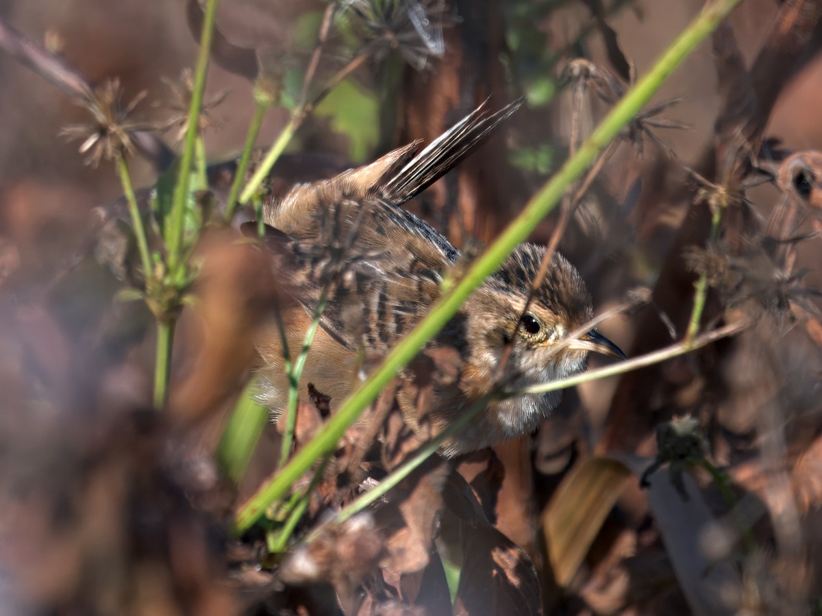 Sedge Wren - ML646207079