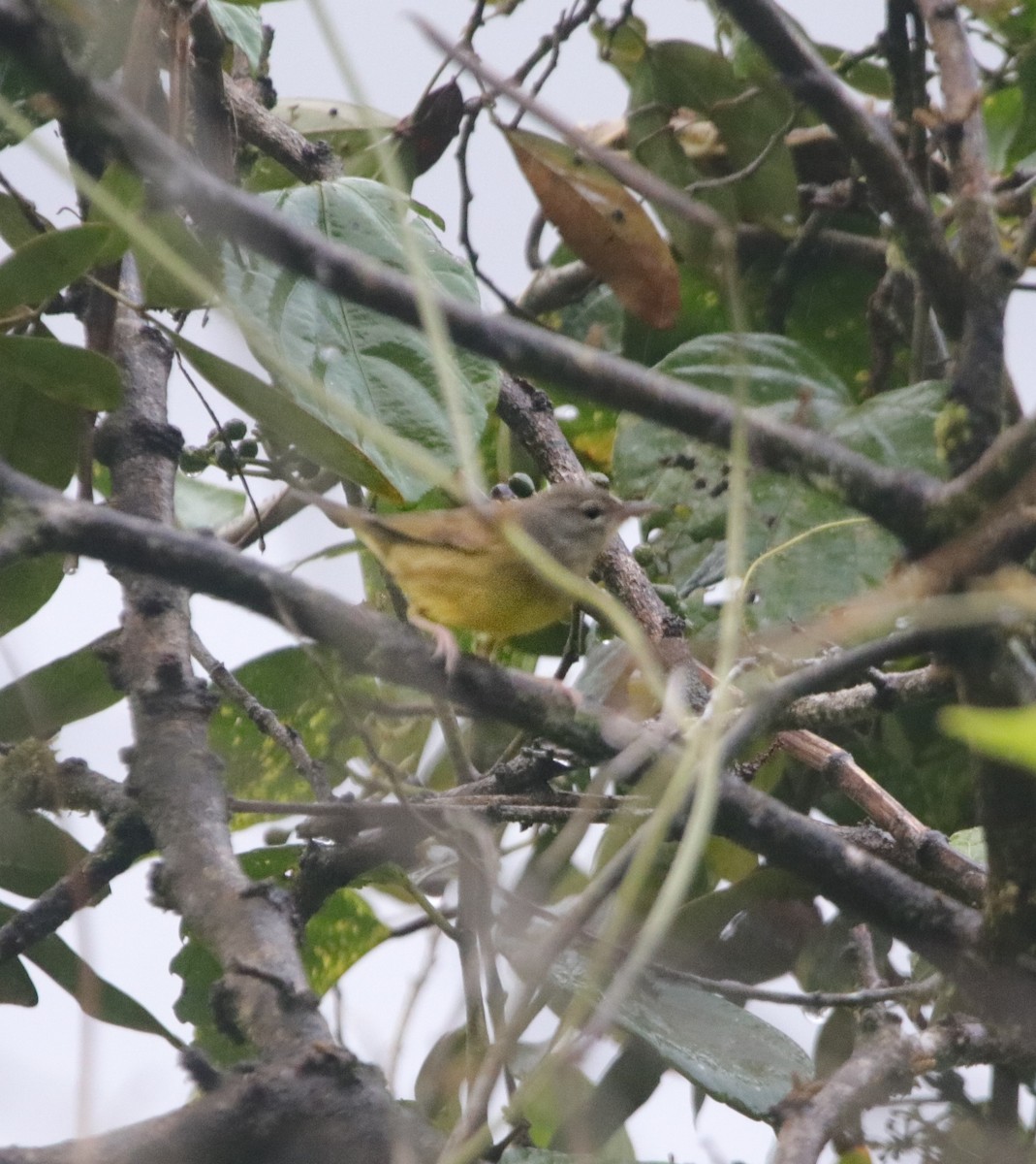 Common Yellowthroat - ML646207084