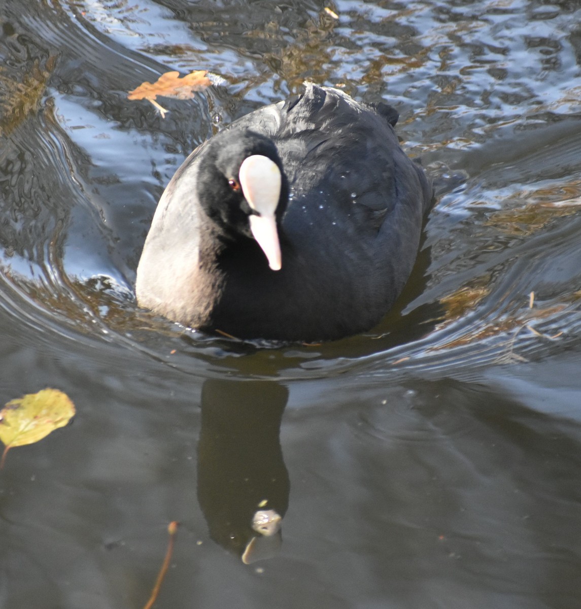Eurasian Coot - ML646207087