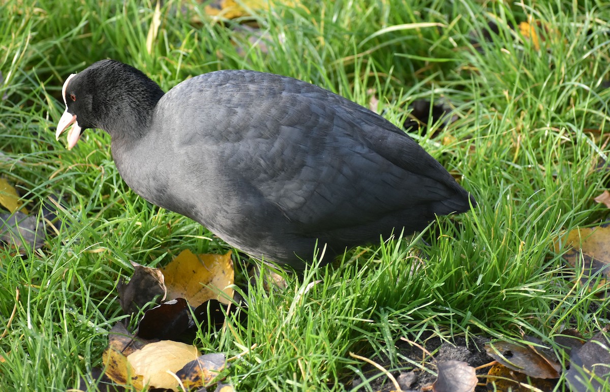 Eurasian Coot - ML646207088