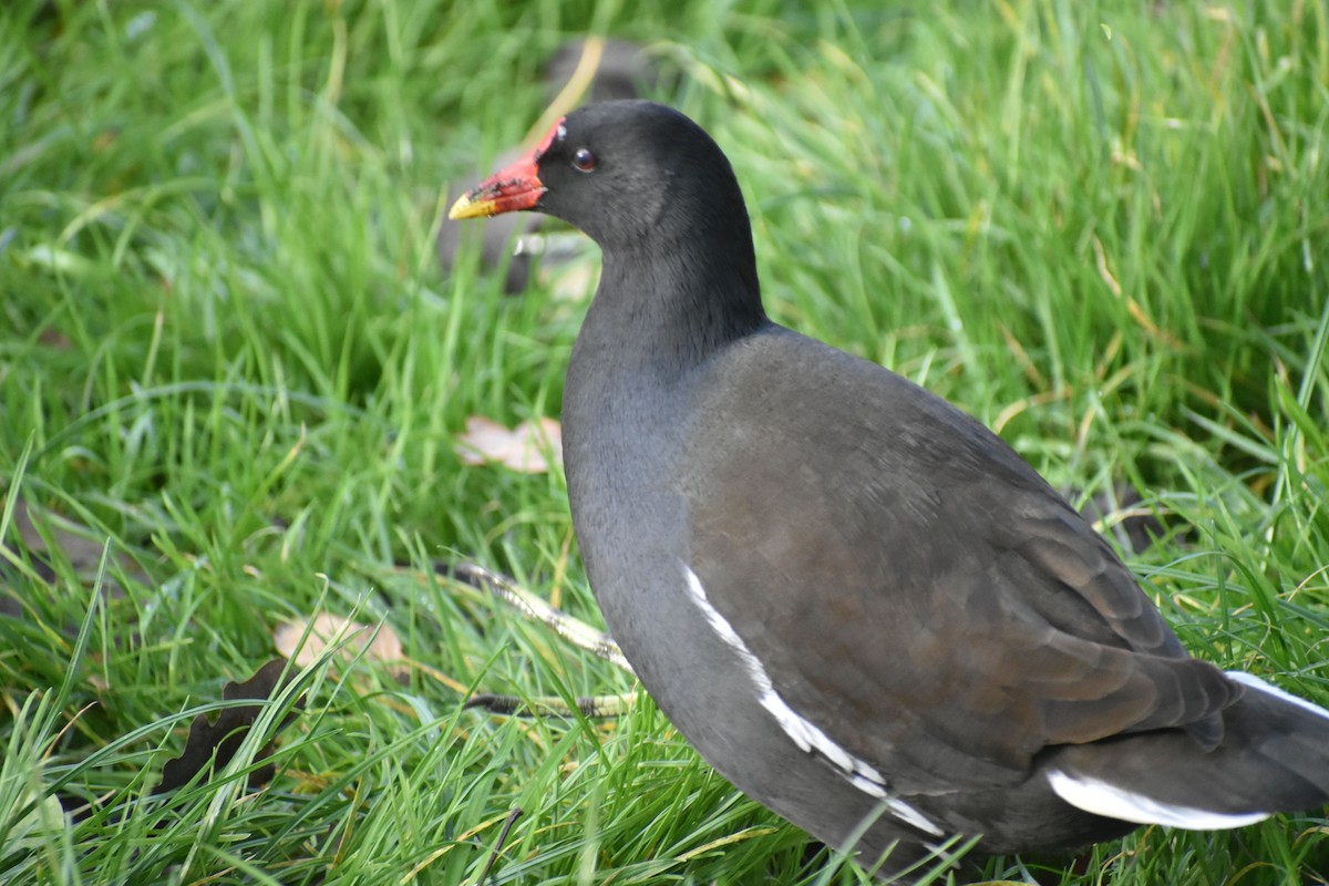 Eurasian Moorhen - ML646207090