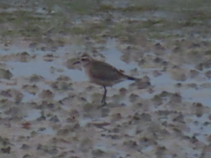 Urre-txirri amerikarra - ML646207097