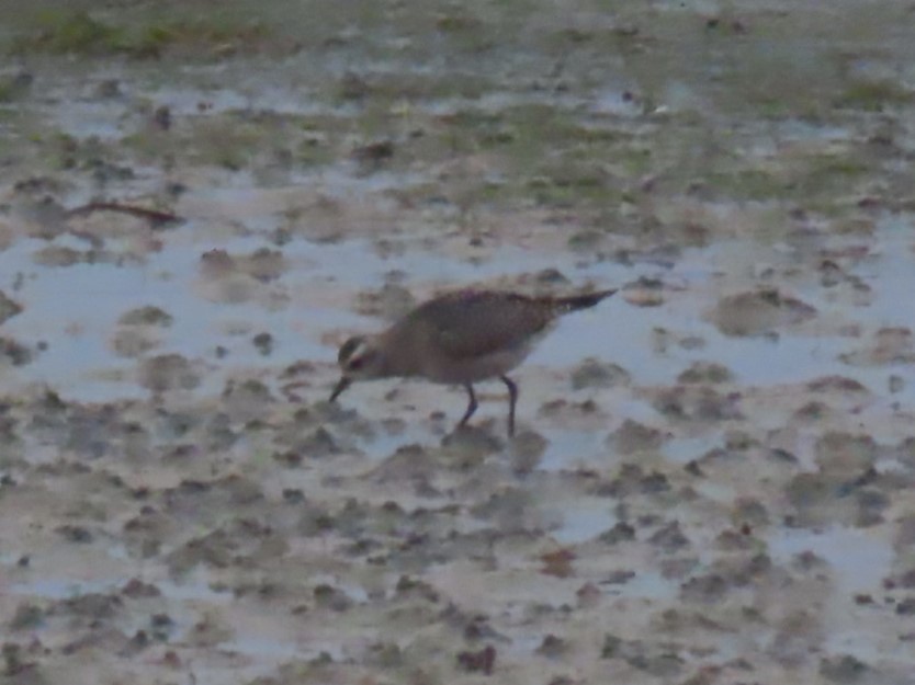 Urre-txirri amerikarra - ML646207098