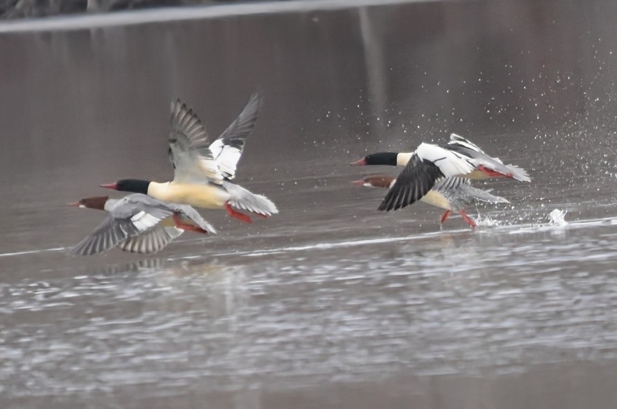Common Merganser - ML646207099
