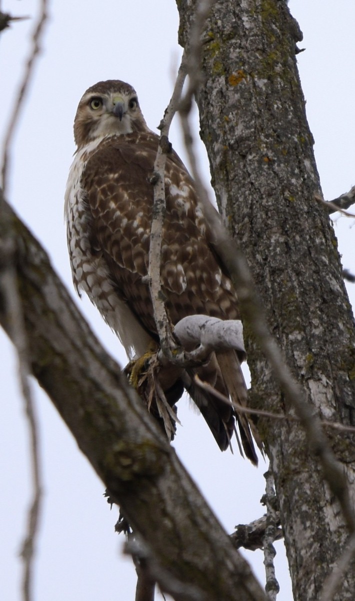 Red-tailed Hawk - ML646207111