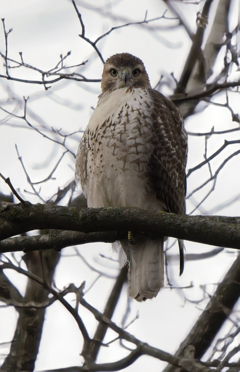 Red-tailed Hawk - ML646207112