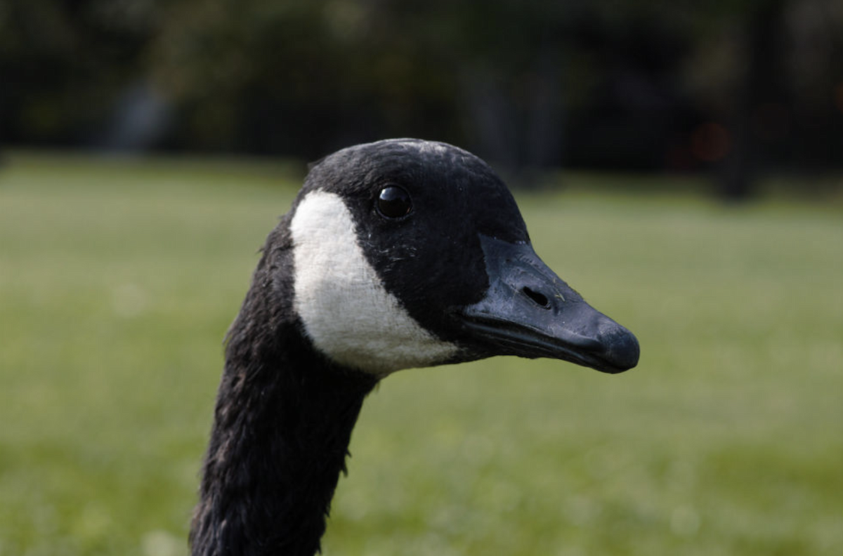 Canada Goose - ML646207114