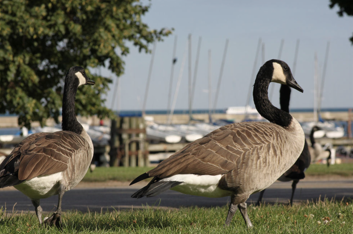 Canada Goose - ML646207115