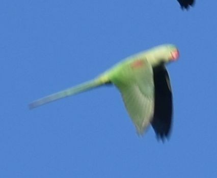 Alexandrine Parakeet - ML646207116