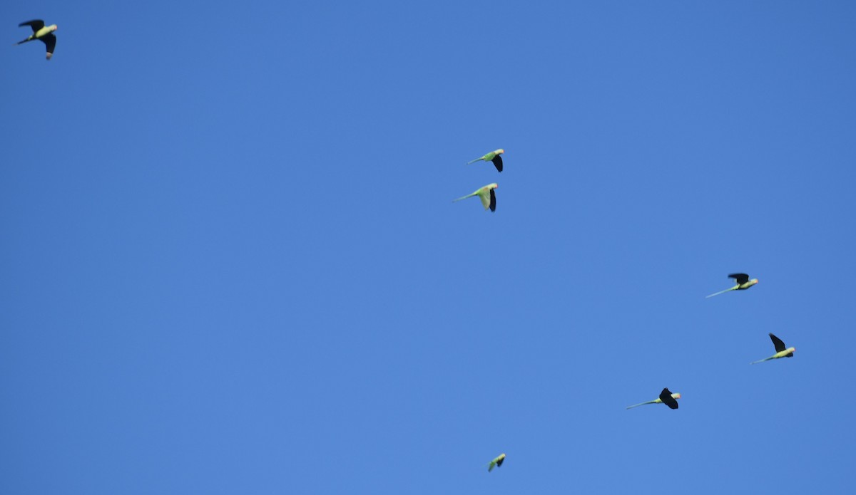 Alexandrine Parakeet - ML646207117
