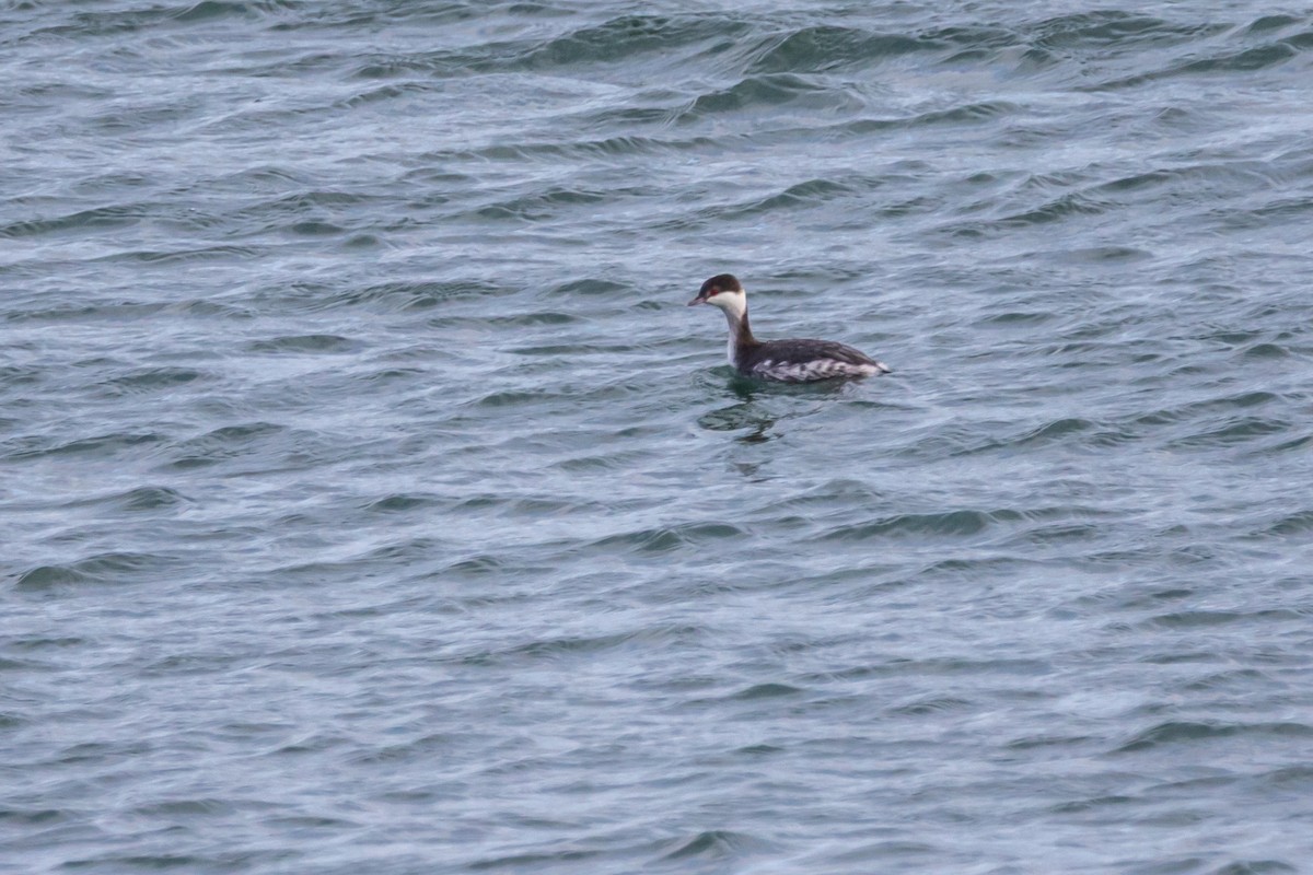 Svasso cornuto - ML646207120