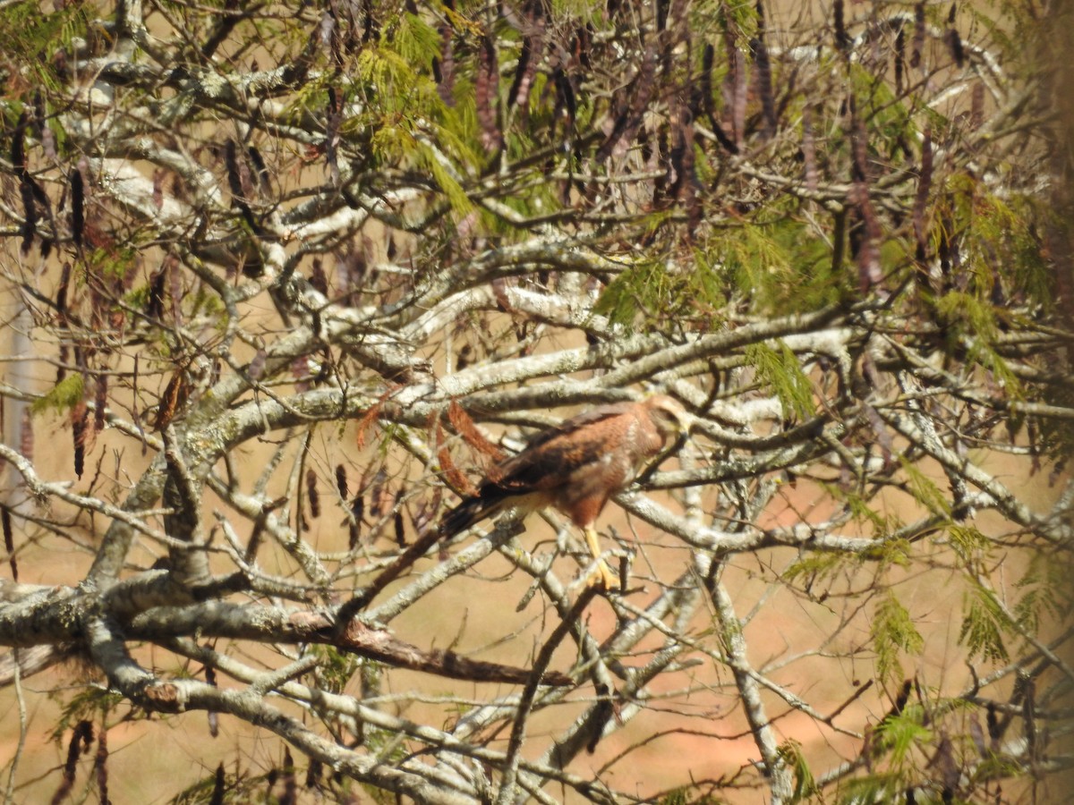 Savanna Hawk - ML646207121