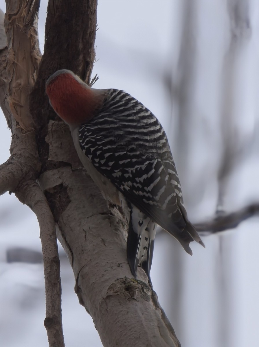 Red-bellied Woodpecker - ML646207122