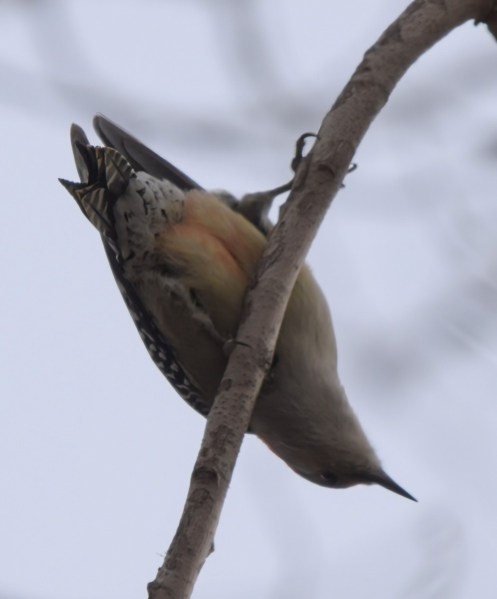 Red-bellied Woodpecker - ML646207123