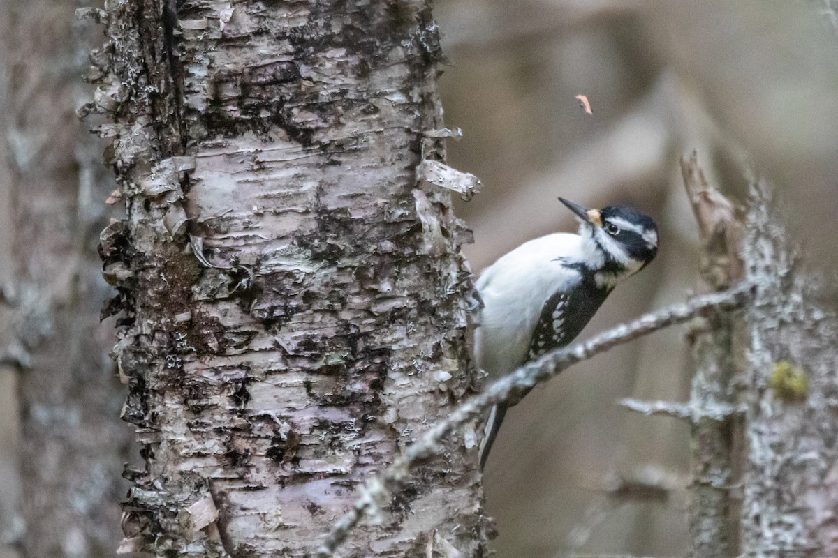 Hairy Woodpecker - ML646207135
