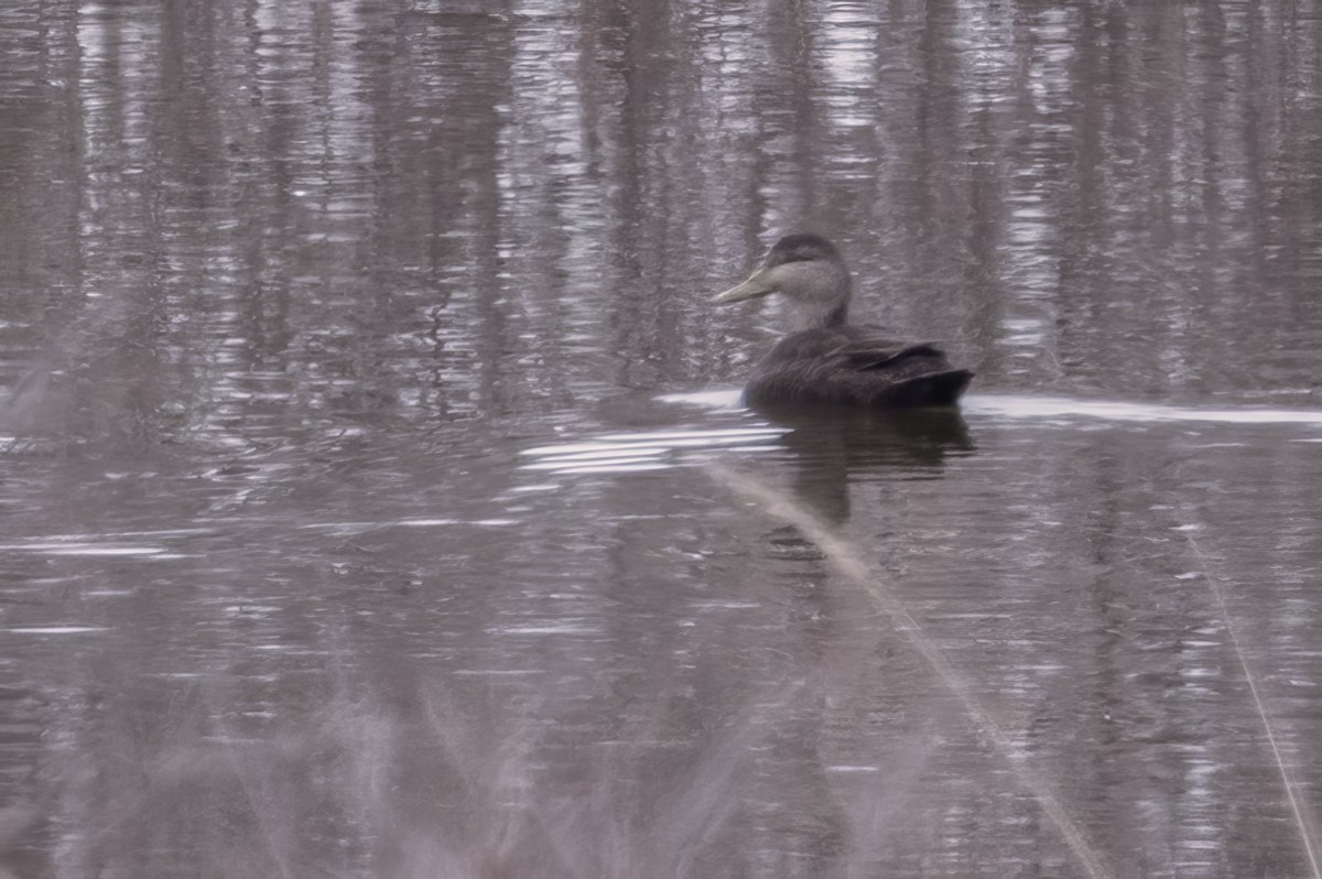 Ahate iluna - ML646207137