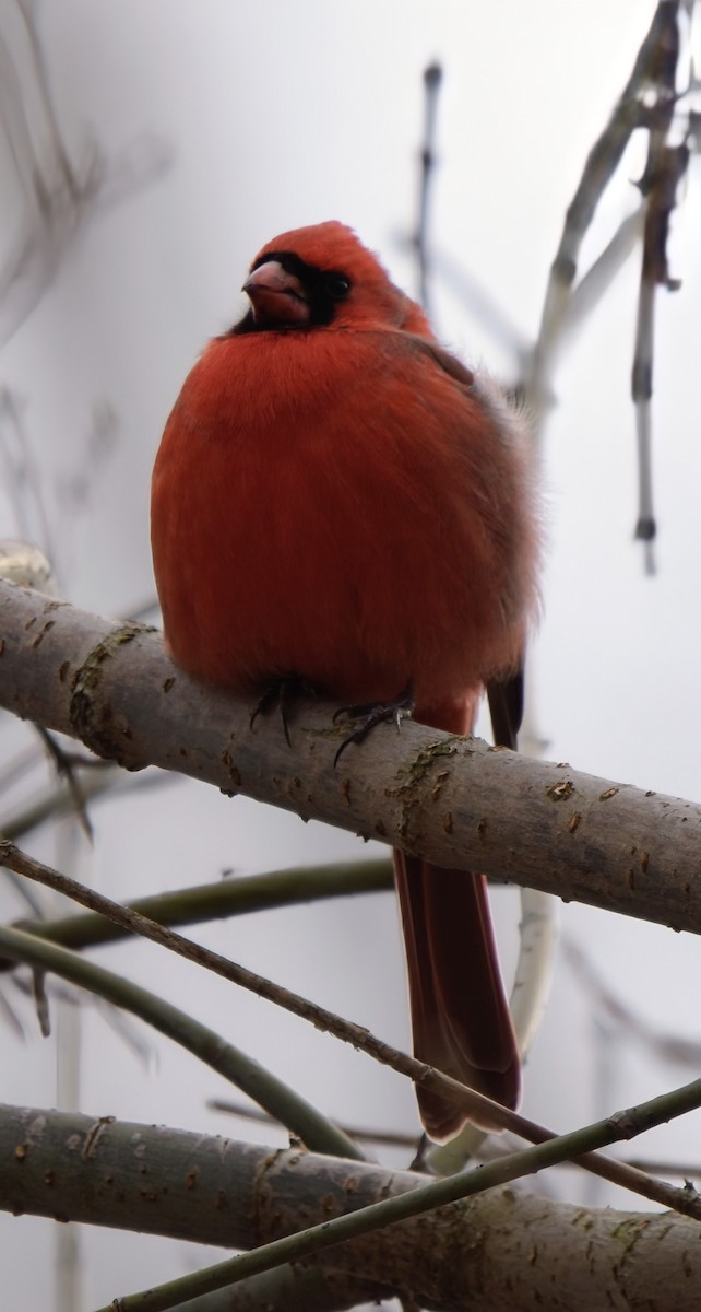 Northern Cardinal - ML646207142