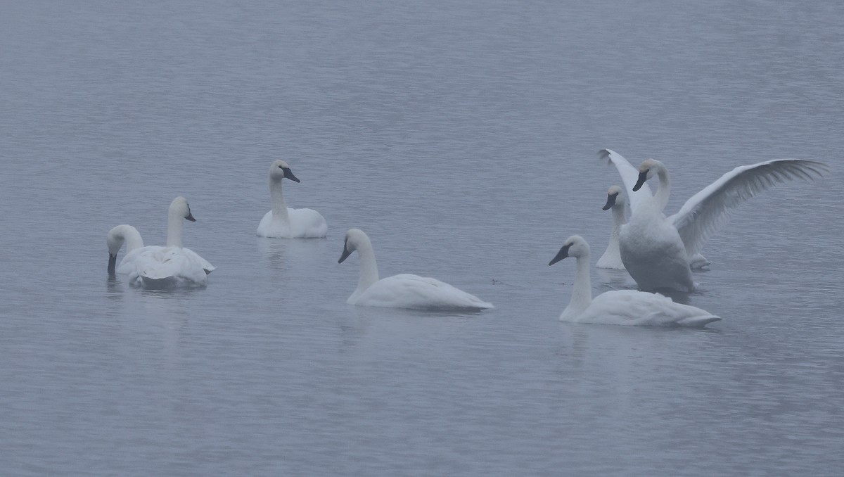 Trumpeter Swan - ML646207143