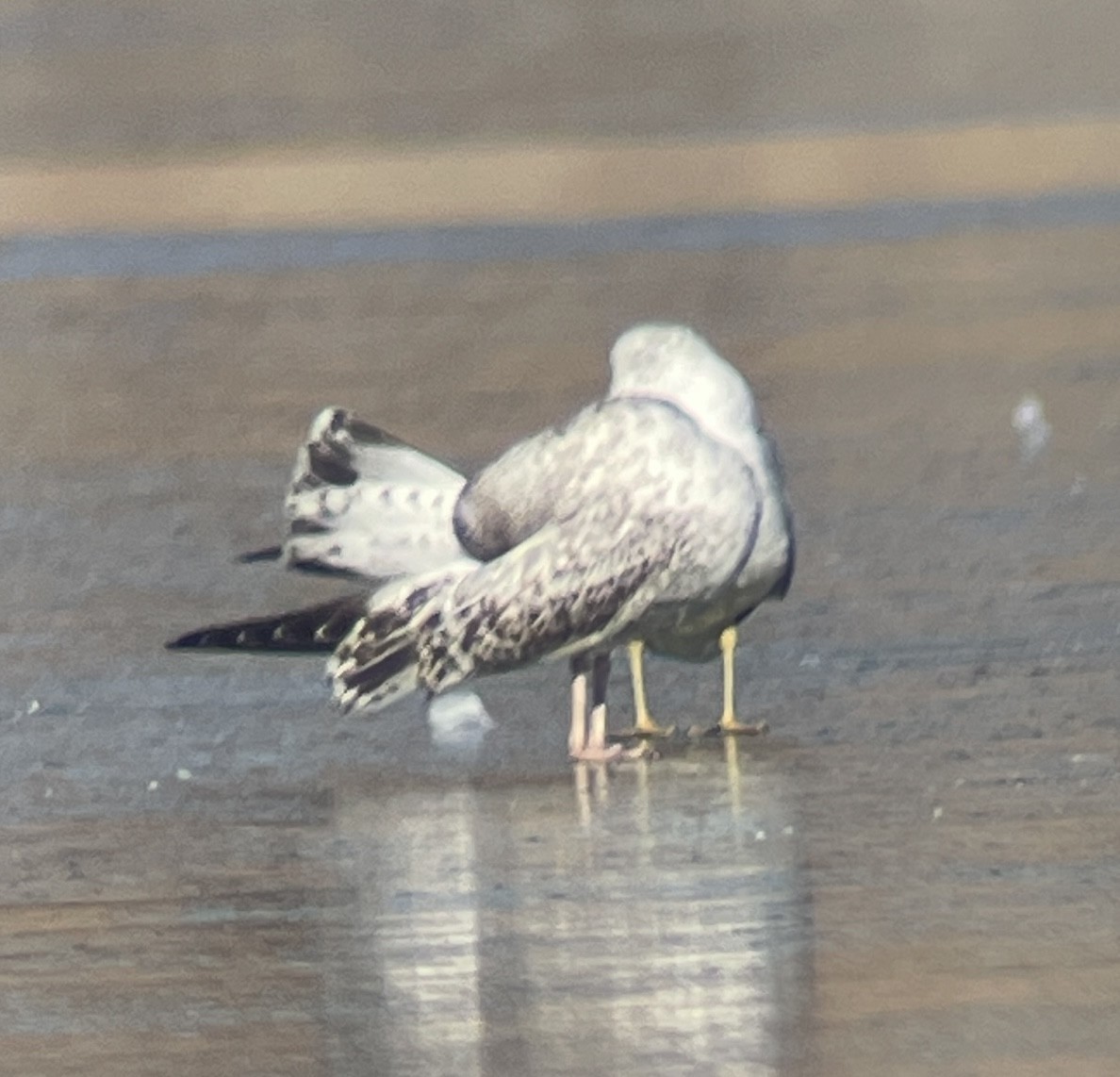 Larus sp. - ML646207144