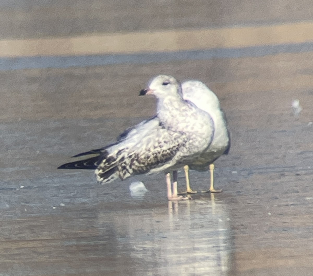 Larus sp. - ML646207145