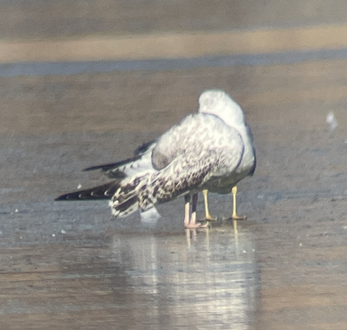 Larus sp. - ML646207146