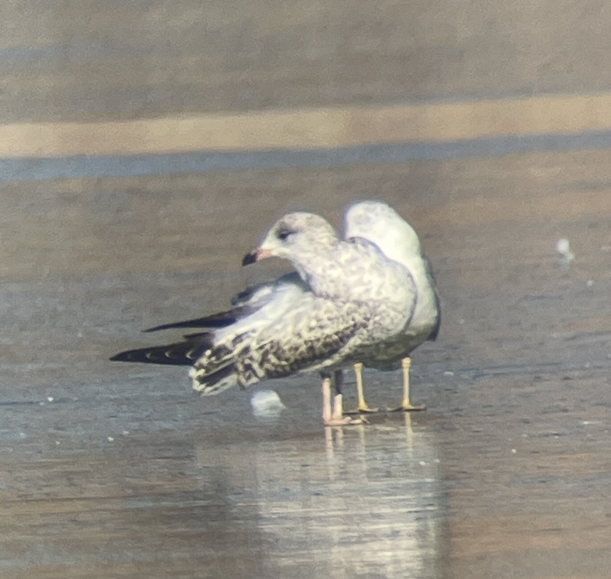 Larus sp. - ML646207147