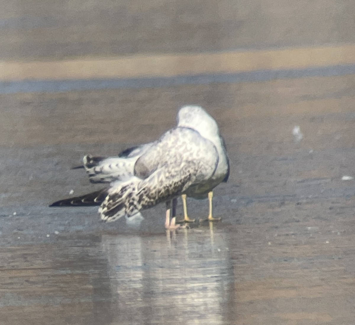 Larus sp. - ML646207148