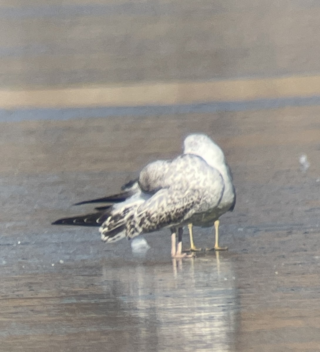 Larus sp. - ML646207149