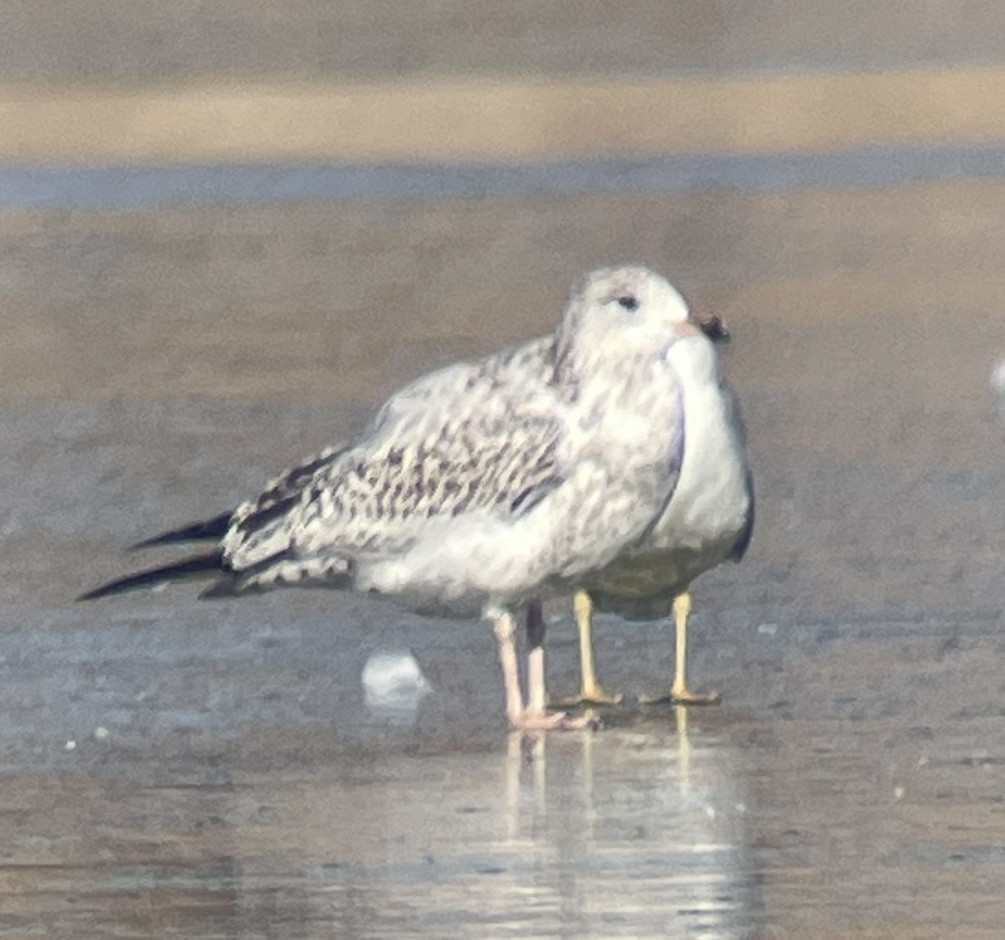 Larus sp. - ML646207150