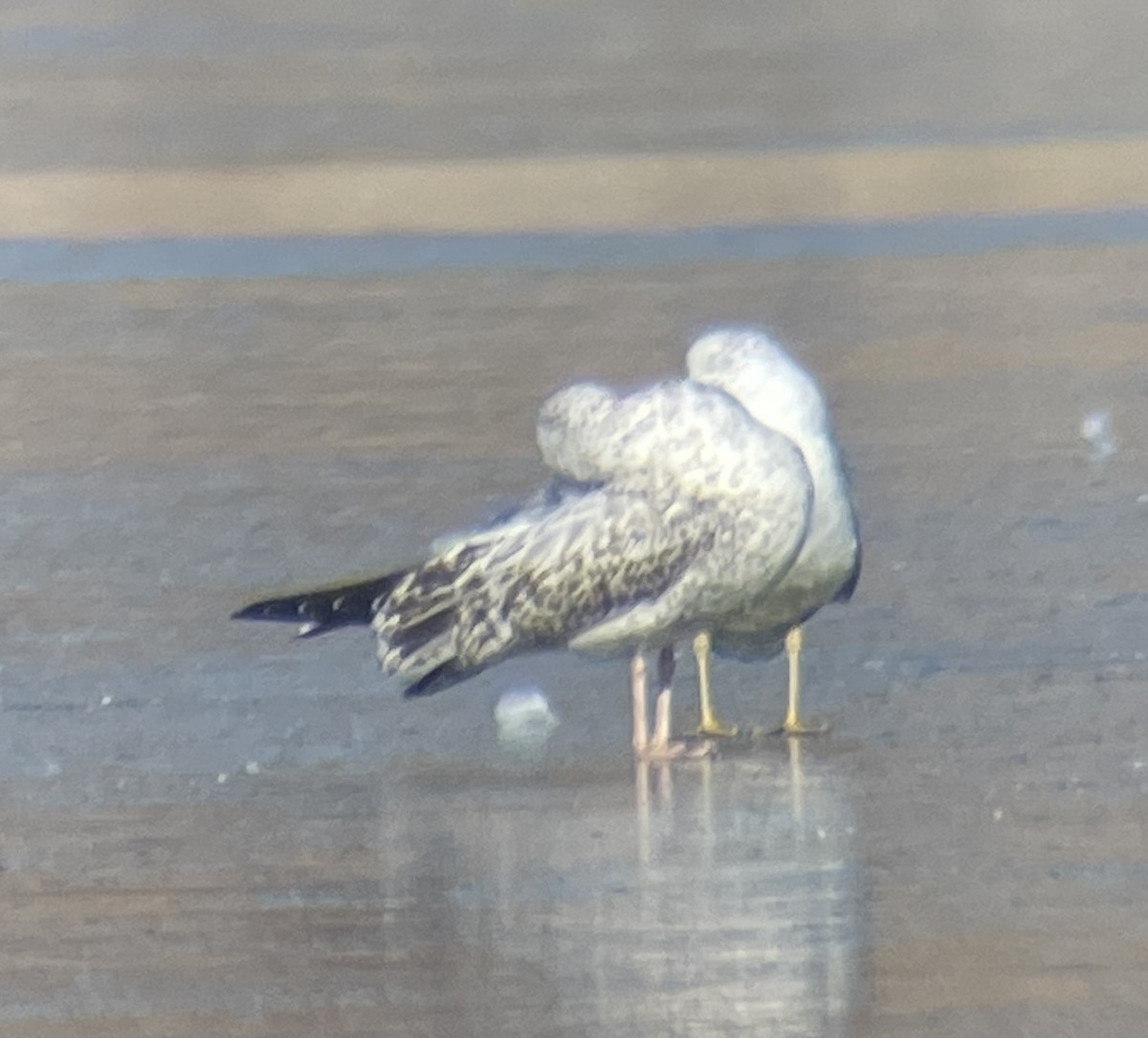 Larus sp. - ML646207151