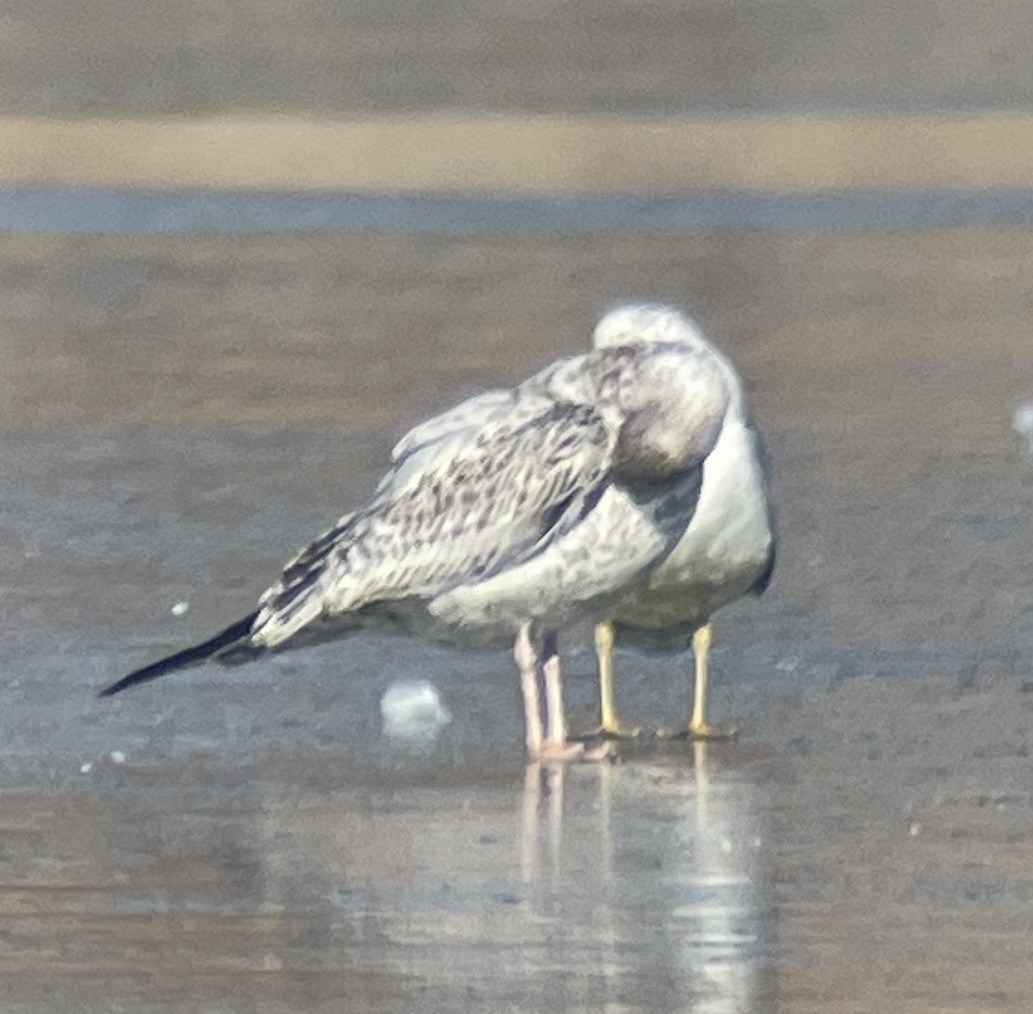 Larus sp. - ML646207152