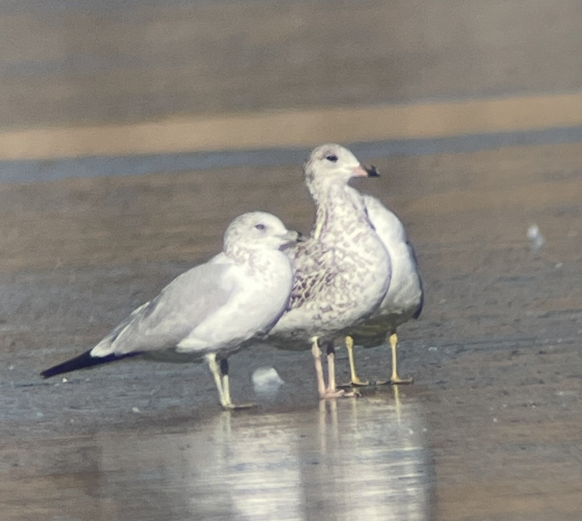 Larus sp. - ML646207153