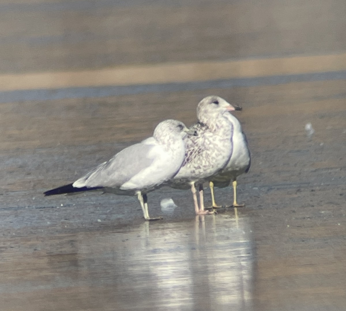 Larus sp. - ML646207154