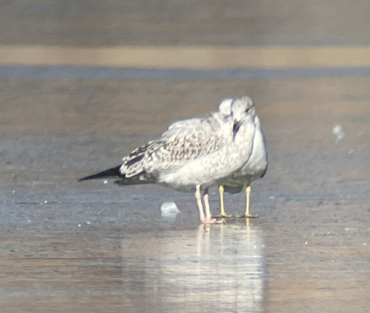 Larus sp. - ML646207155