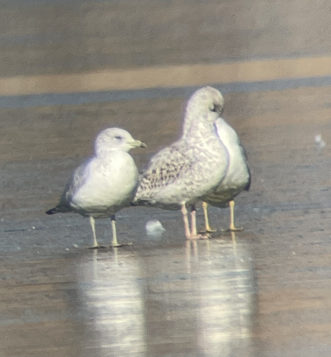 Larus sp. - ML646207156