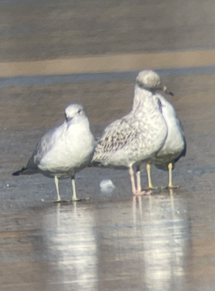Larus sp. - ML646207157