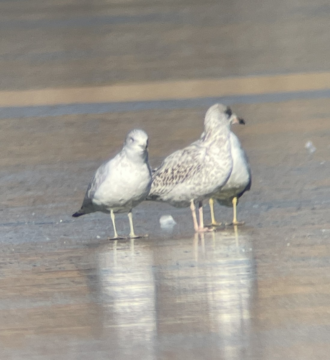 Larus sp. - ML646207158