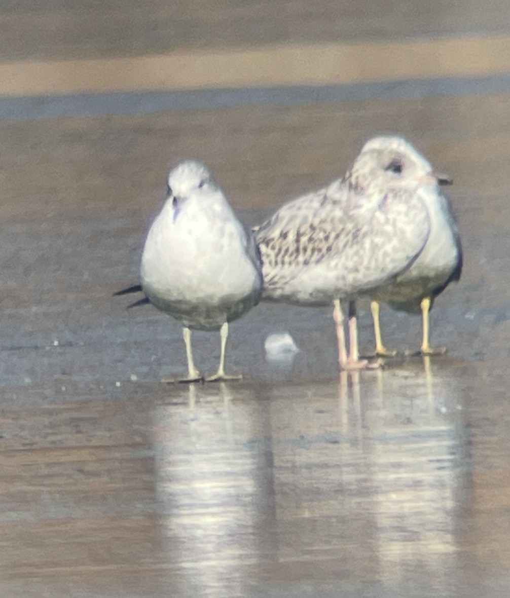 Larus sp. - ML646207160