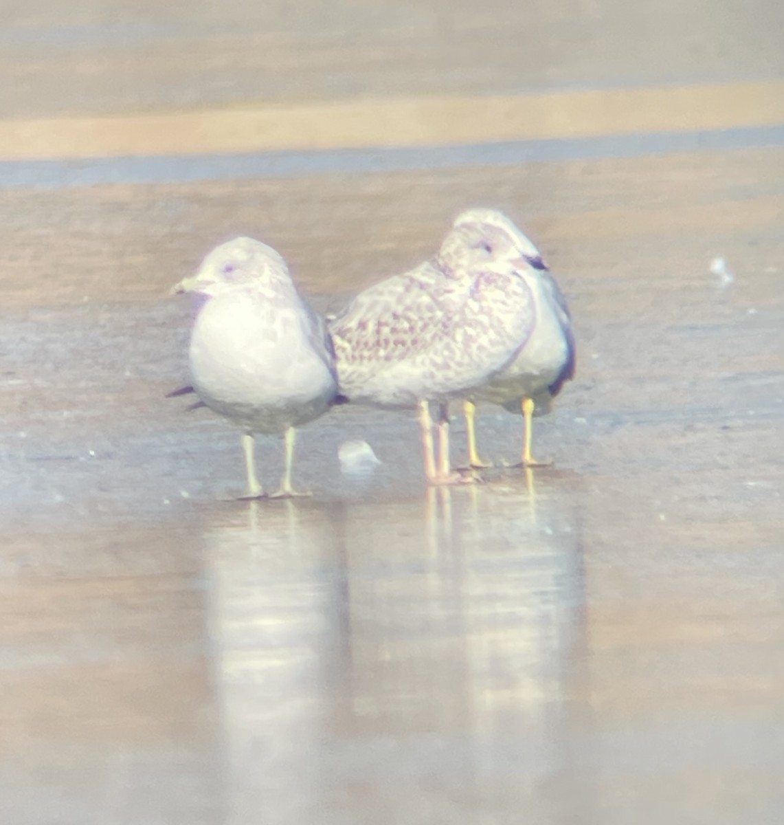 Larus sp. - ML646207161