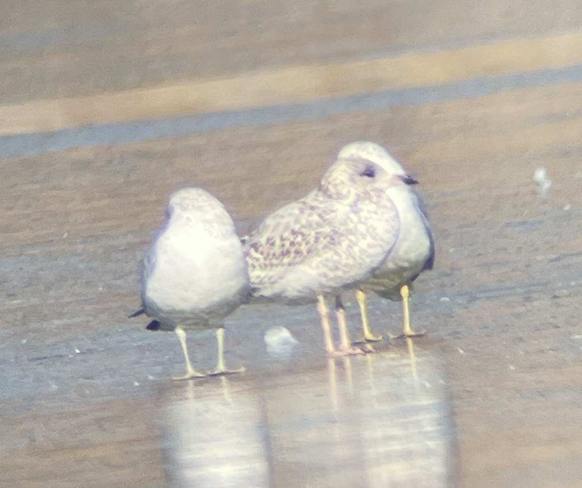 Larus sp. - ML646207162