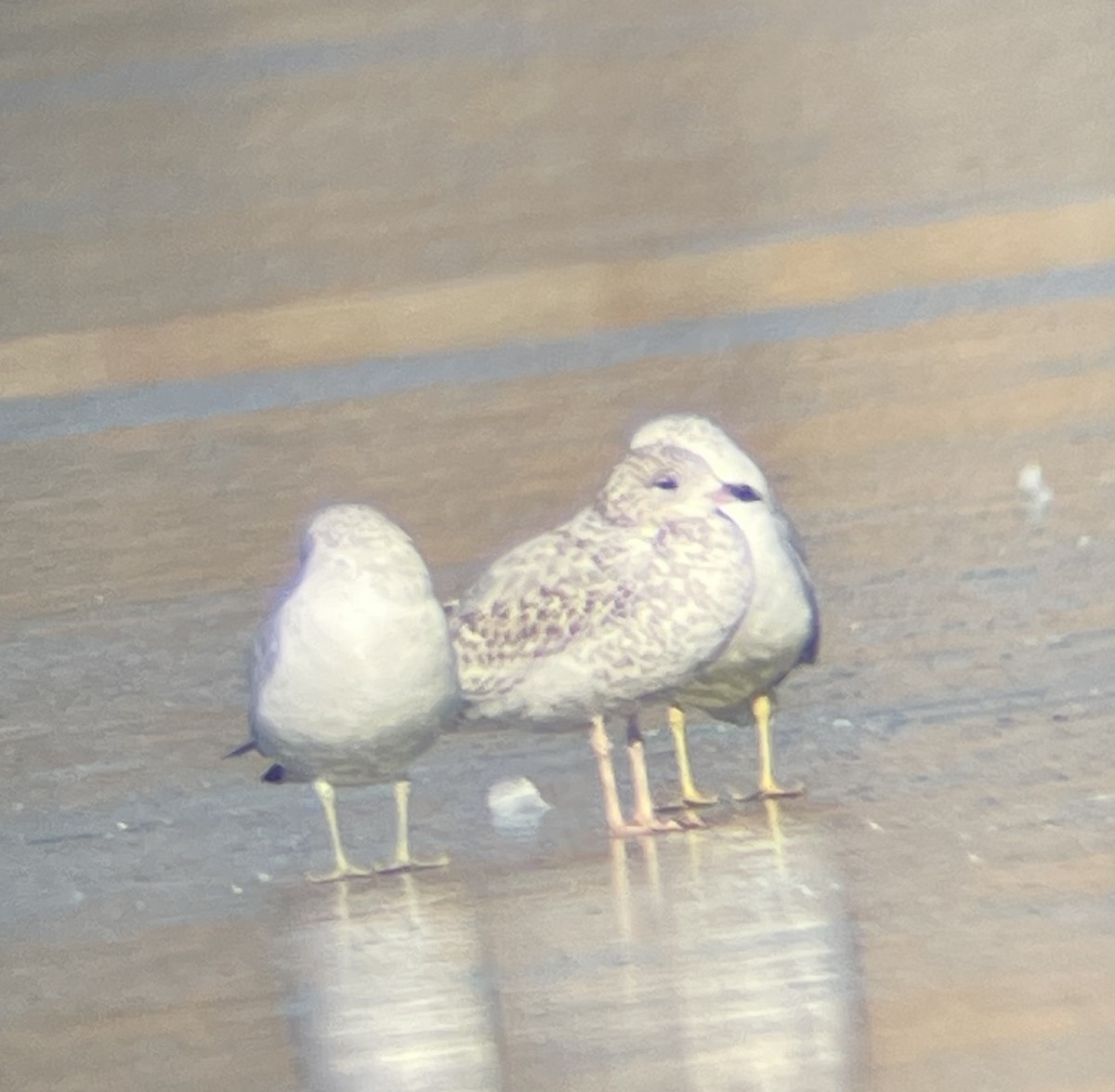 Larus sp. - ML646207163