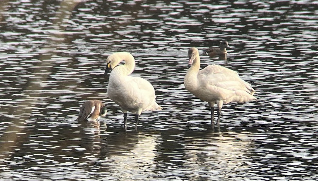 小天鵝 - ML646207166