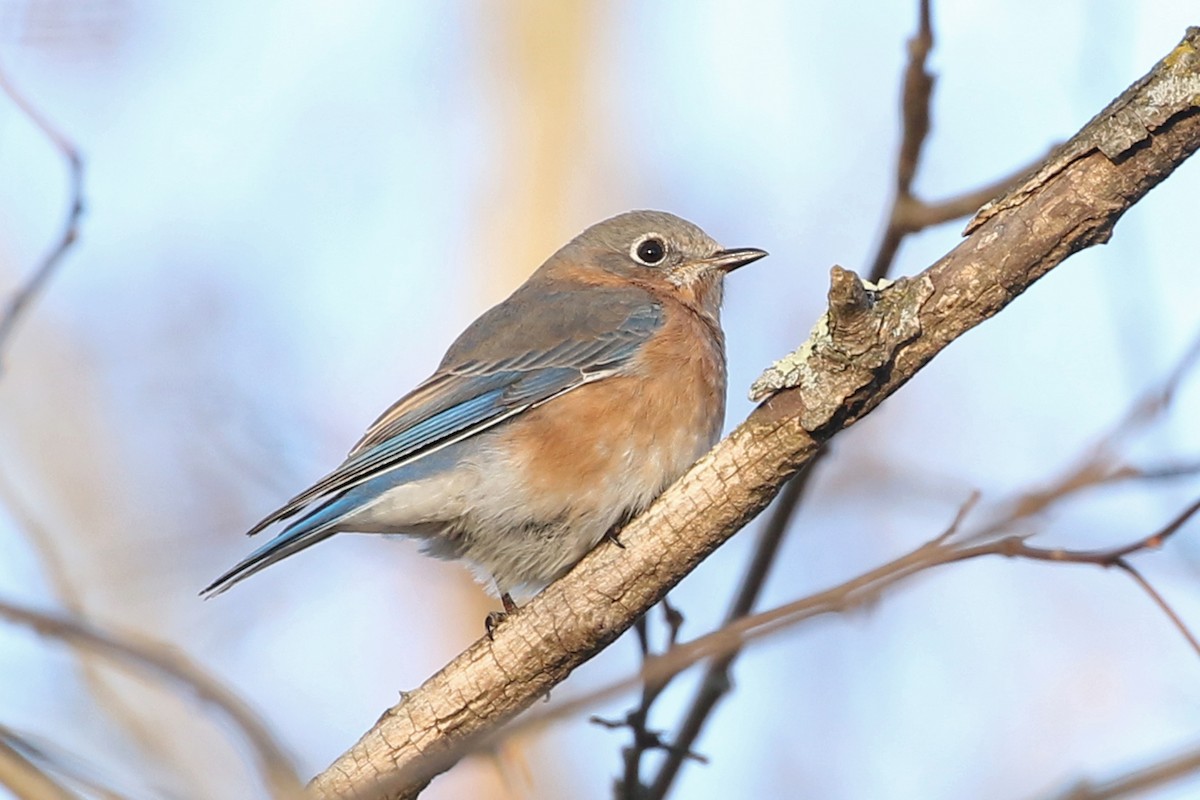 Eastern Bluebird - ML646207182