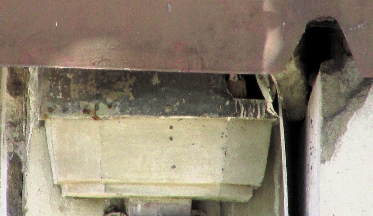 American Kestrel - ML646207187