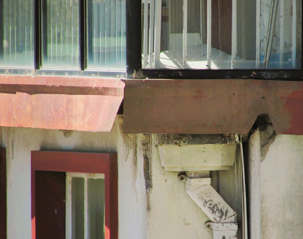 American Kestrel - ML646207189