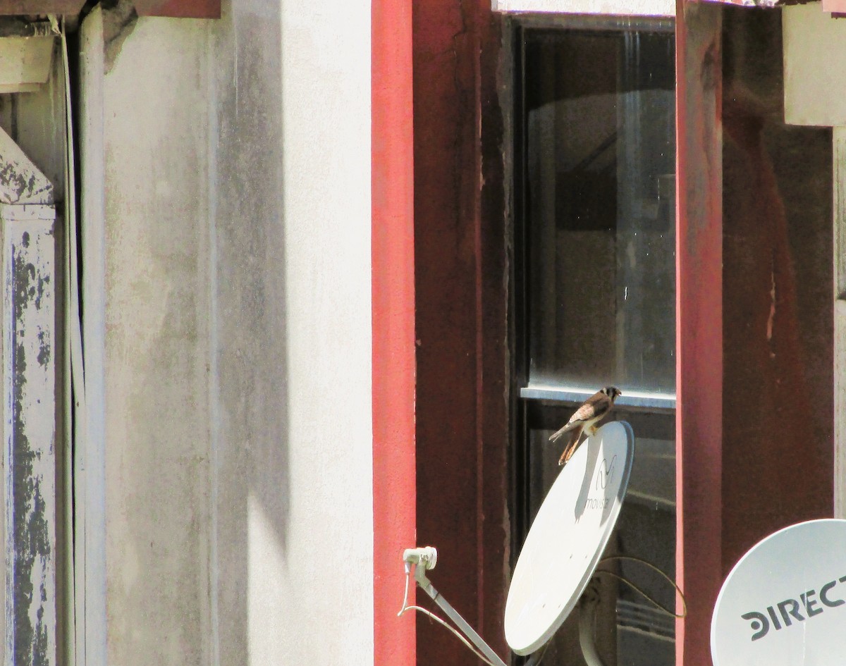 American Kestrel - ML646207190