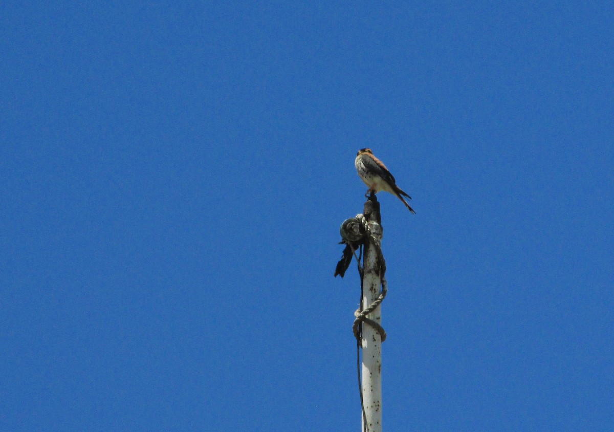 American Kestrel - ML646207191