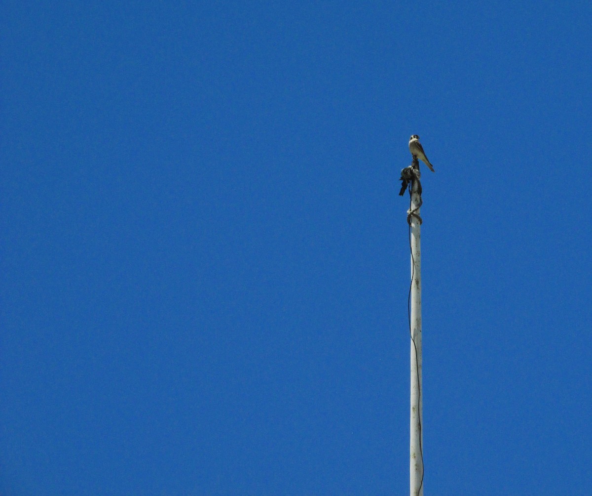 American Kestrel - ML646207192